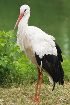 White Stork on the shores of Lake 