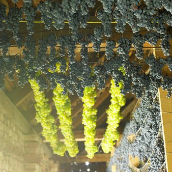 grapes drying for straw wine, Biza Winery, Cejkovice, Czech Republic