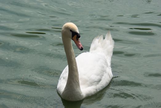 A swam simming alone on a lake