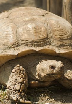 Mountain tortoise (Geochelone pardalis) in natural environment