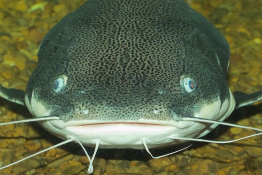 Big Catfish face
