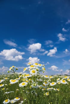 
Wild daisies chamomile growing in a green meadow