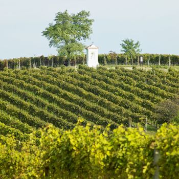 vineyard, Southern Moravia, Czech Republic