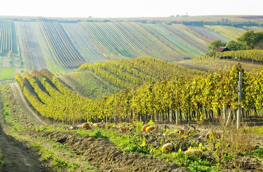 vineyards in Cejkovice region, Czech Republic