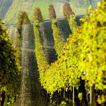 vineyards in Cejkovice region, Czech Republic