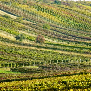 vineyards in Cejkovice region, Czech Republic