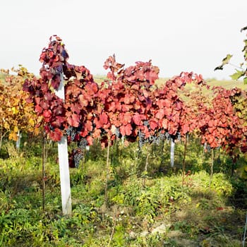 grapevines in vineyard, Czech Republic