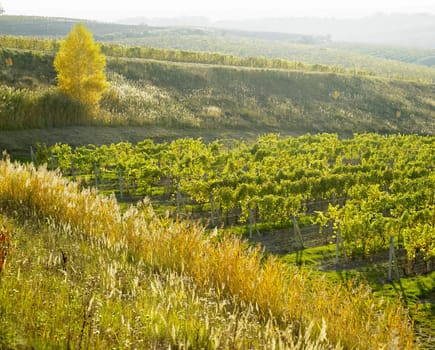 vineyard Ulehle, Livi Dubnany, Czech Republic