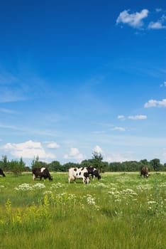 Cows in a beautiful dandelion covered field.