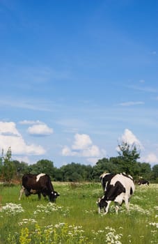 Cows in a beautiful dandelion covered field.