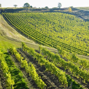 vineyard Ulehle, Livi Dubnany, Czech Republic