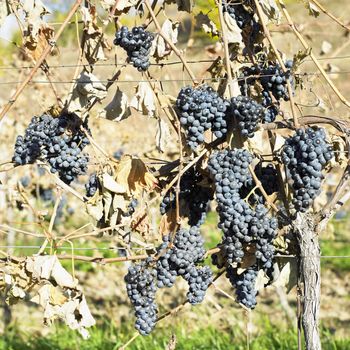 grapevines in vineyard (cabernet moravia), Czech Republic