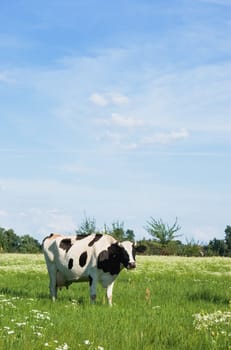 
Cows in a beautiful dandelion covered field.