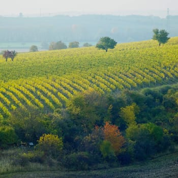 vineyard Jecmeniste, Czech Republic