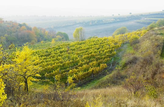 vineyard Jecmeniste, Czech Republic