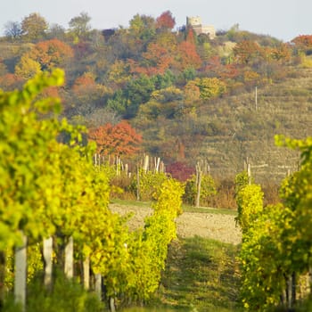 vineyard Jecmeniste, Lampelberg castle, Czech Republic