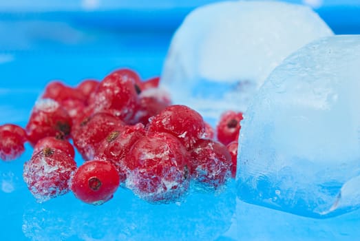 viburnum frozen and ice cubes