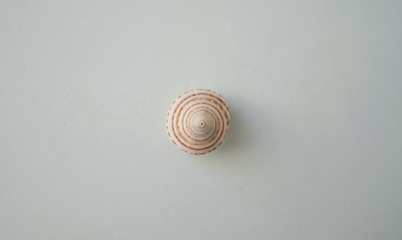 Shell decorated white wall