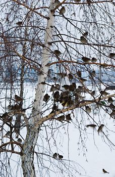 
A flock of sparrows sitting on the branches of a birch