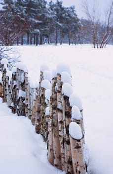 Fence of birch saplings in a snowy field