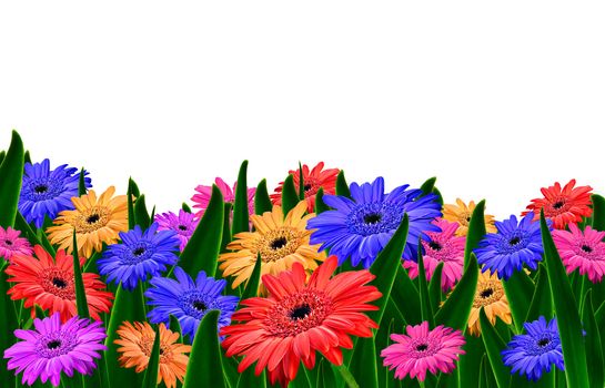 Colorful daisy gerbera flowers in a field - spring background