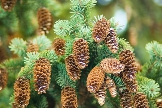 Spruce cones on the Christmas tree branches