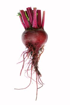 A single red organic beetroot vegetable set on an isolated white background on a portrait format.