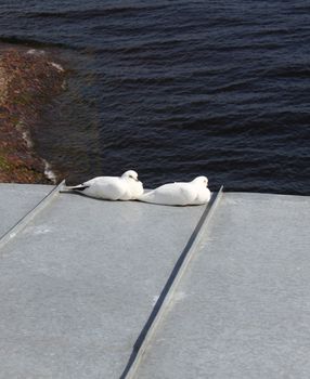 Dove couple on metal roof