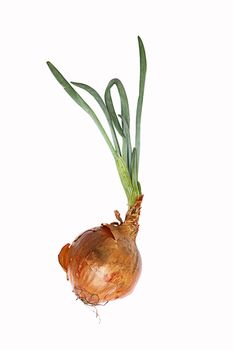 A single brown sprouting onion set on an isolated white background.