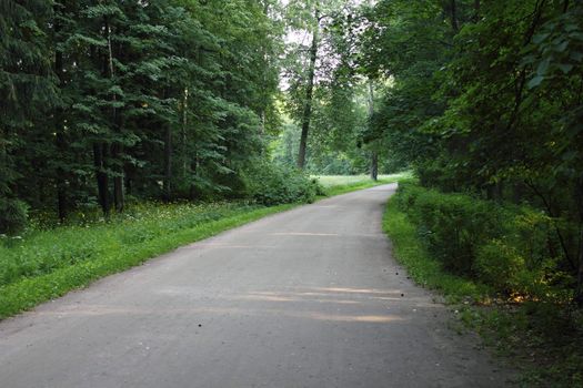 Track through the forest in park