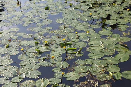 Water lilies on slow river