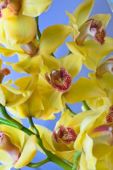 yellow orchid flowers on a blue background