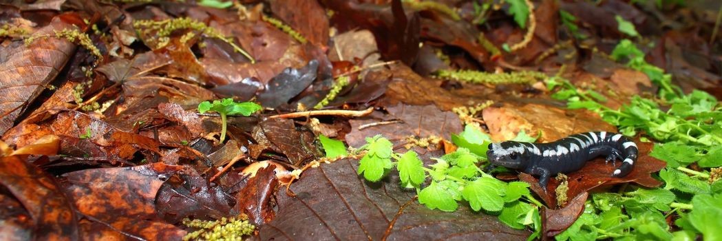 A Marbled Salamander (Ambystoma opacum) out hunting after a heavy rain in Monte Sano State Park - Alabama.