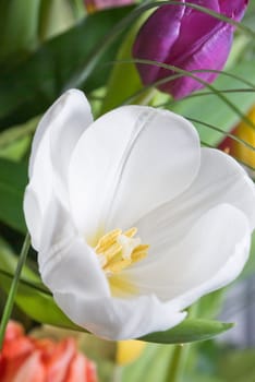 Big white tulip blooms in the garden