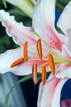 large pink lily growing in the garden