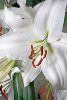 large white lily growing in the garden