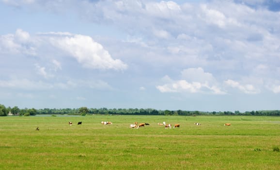 Cows in a beautiful dandelion covered field.