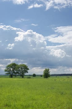 summer landscape with bush and blue sky 