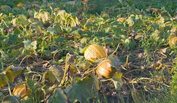 
ripe pumpkins is not removed from the garden