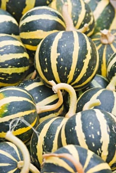 Vegetables Harvest of all kinds of pumpkins