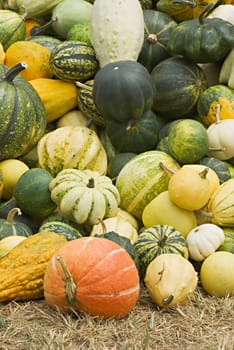
Vegetables Harvest of all kinds of pumpkins