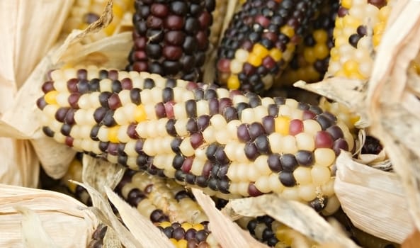 Freshly harvested corn, close up.