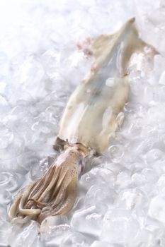 Raw fresh squid on ice (Selective Focus, Focus on the top of the head where the tentacles start)