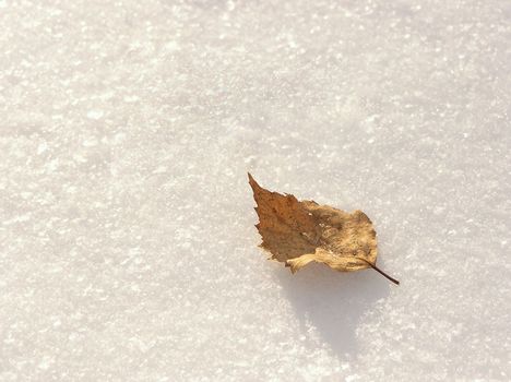 The yellow birch leaf on the snow background