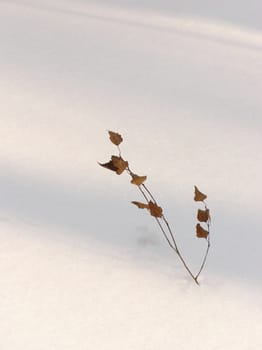 The branch of a little birch in the deep snow