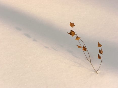 The branch of a little birch in the deep snow