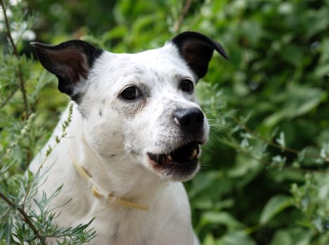 Cheerful young dog in a grass