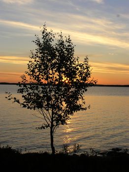 The silhouette of a birch near a Karelian lake