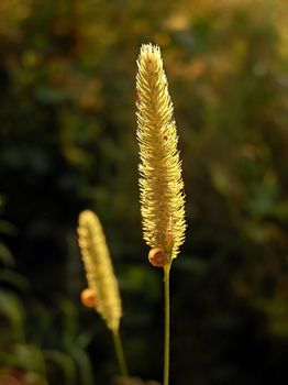 The backlighted little plant in the sunset