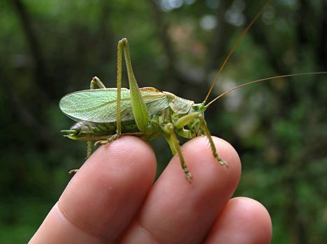 A big locust sittingon a hand
